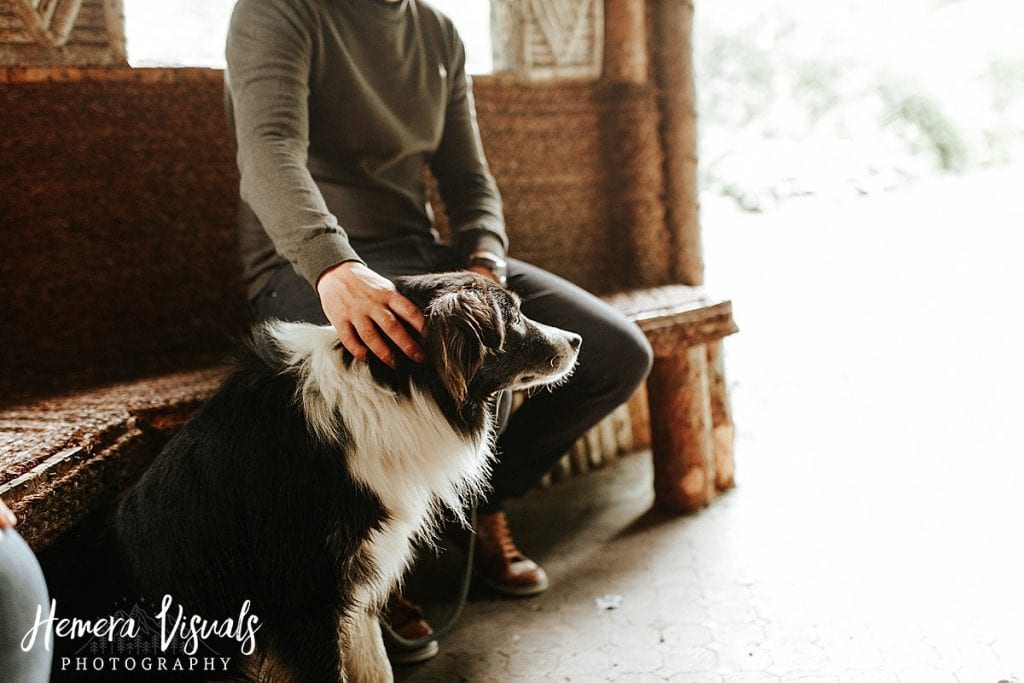 Drumlanrig castle Border Collie Engagement