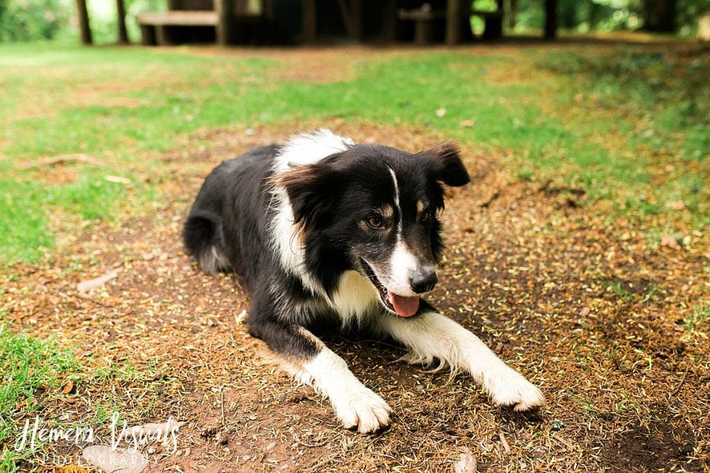 Drumlanrig Castle Engagement Shoot Dog