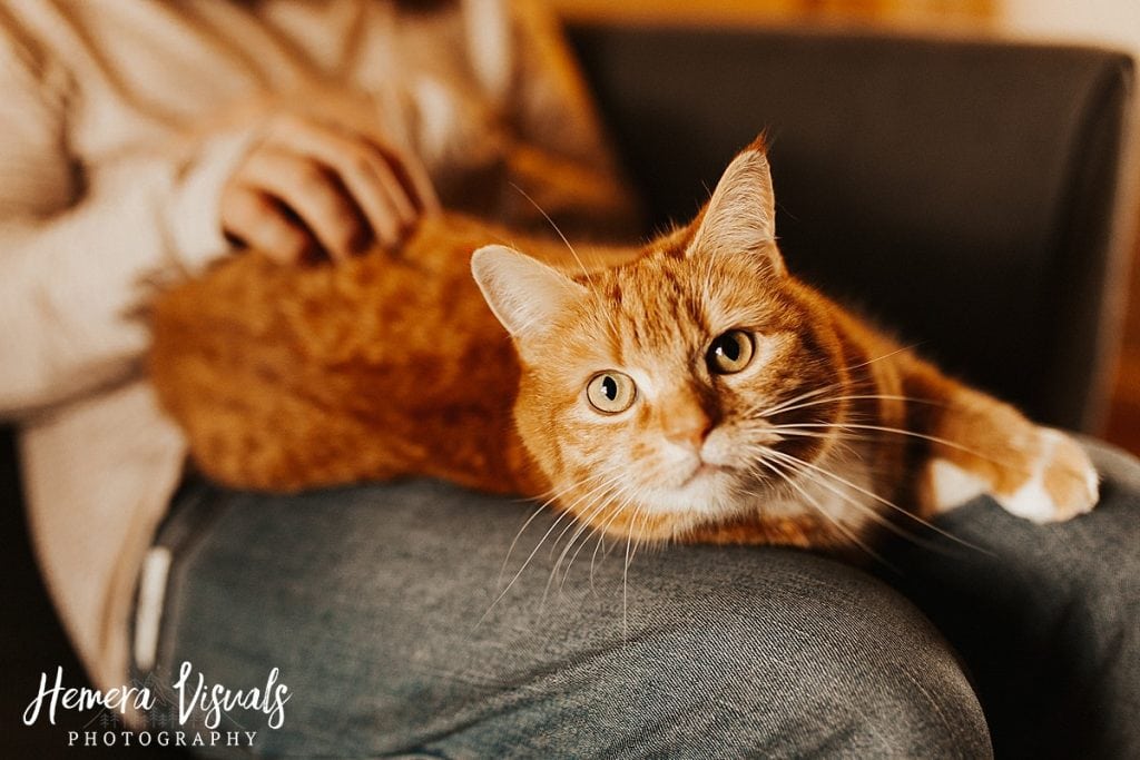 Home engagement shoot ginger cat dumfries